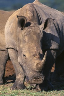 SOUTH AFRICA, Natal, Zululand , White Rhinoceros (Ceratotherium Simum) eating grass.