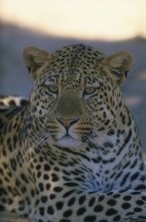 SOUTH AFRICA, Animals, Portrait of resting Leopard.