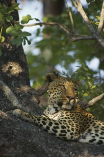 SOUTH AFRICA, Animals, Part view of leopard lying along tree branch.