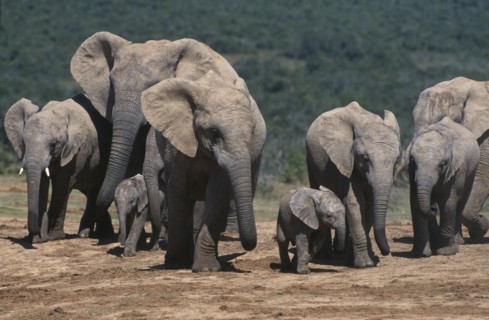 SOUTH AFRICA, Cape Province, Animals, Addo Elephant National Park. Breeding herd of elephants with