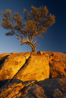NAMIBIA, Near Aus., "Commiphora Sp. tree, also known as Myrrh, growing from rocks against blue sky