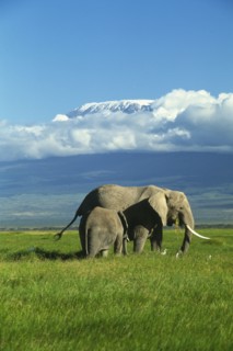 KENYA, Amboseli National Park, "African elephant with baby, mt. Kilimanjaro in background