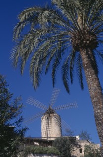 SPAIN, Balearic Islands , Majorca, Palma. Traditional windmill with palm tree in the foreground
