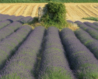 FRANCE, Provence  Cote D'Azur, Alps-de-Haute, Digne fields of lavender