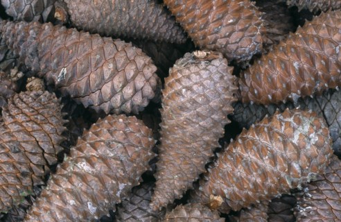 TREES,   , Cones and Seeds, Close shot of Scots pine cones.