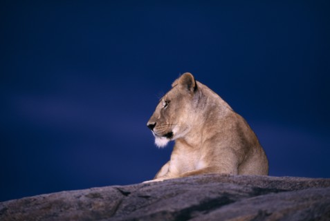 TANZANIA, Serengeti National Park, Lioness (Panthera Leo) lying on a rock with a dark blue sky
