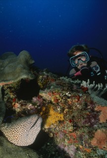 SEA, Underwater, Scuba Diving, Diver in the Indian Ocean off Mozambique by coral reef with a