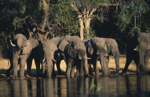 BOTSWANA, Okavango Delta, African Elephant (Loxodonta Africana) drinking at waterhole.