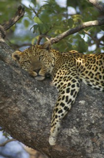 BOTSWANA, Okavango, Leopard lying in tree.