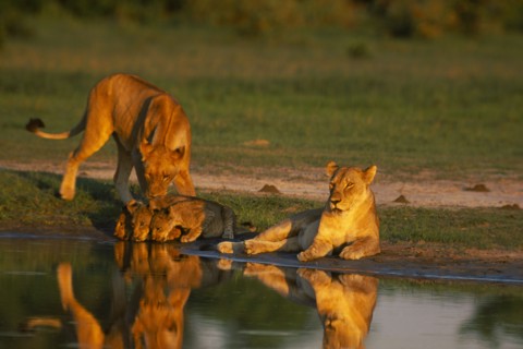 BOTSWANA, Savuti, Lioness and cubs drinking at waterhole (Panthera Leo)
