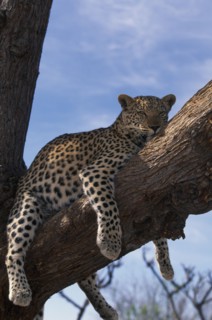 NAMIBIA, Harnas, Young adult leopard (Panthera pardus) lying in tree