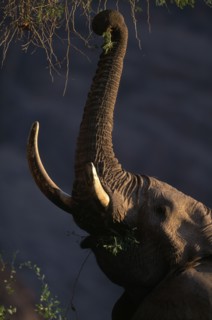 NAMIBIA, Kaokoland, African elephant (Loxodonta africana) with large tusks feeding from a tall tree