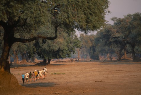 ZIMBABWE, Mana Pools National Park, Tourists on safari walking amongst trees
