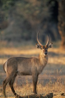 ZIMBABWE, Mana Pools National Park, Waterbuck (Kobus Ellipsiprymnus)