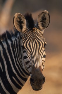 ZIMBABWE, Mana Pools National Park, Burchell's Zebra.