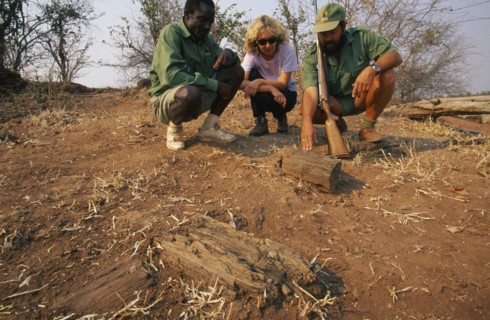 ZIMBABWE, Matusadona National Park, Trailists looking at a fossilised tree at mashonaland.
