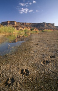 ZIMBABWE, Masvingo, Gonarezhou National Park, Landscape view of flat topped mountain and a stream