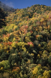 USA, North Carolina, Smoky Mountain , Great Smoky Mountain National Park. View across tree tops in