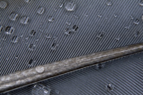 BIRDS , Detail, Feather, Pigeon feather with water droplets