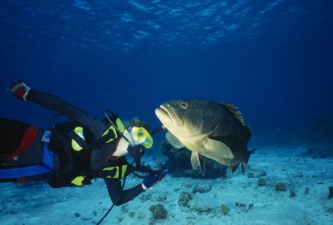 10085572 BAHAMAS  San Salvador Diver with a Nassau Grouper  Latin name  Epinephelus striatus