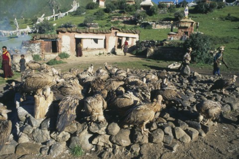 TIBET, Lhasa, Drigung Tli, Sky burial site with vultures gathered on the ground in front of people