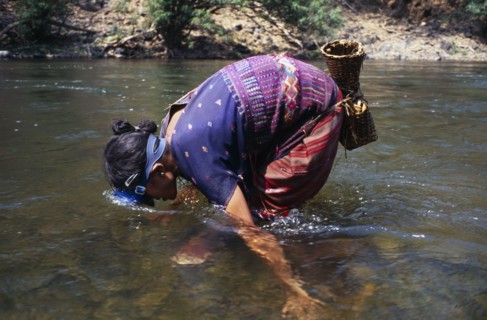 THAILAND, North, Mae Sariang, Mae Lui Village. Karen refugee woman gathering shellfish by hand