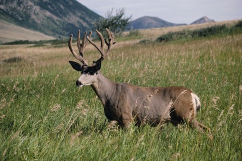CANADA, Alberta, Canadian Rockies, Mule Deer Stag standing in long grass with open landscape behind