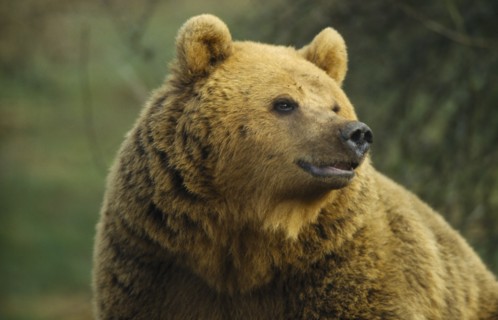 ANIMALS, Bear, Brown Bear (Ursus arctos).  Single animal in captivity.