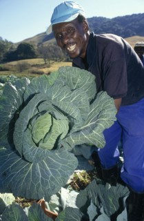 SOUTH AFRICA, KwaZulu Natal, Dargle, Zulu man with conquistador variety of cabbage growing on a
