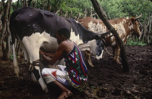 SOUTH AFRICA, KwaZulu Natal, Melmoth, Zulu man milking Nguni cow in cattle enclosure at Simunye
