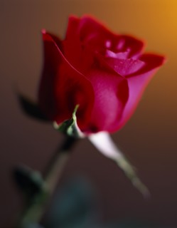 FLOWERS, Rose, Still life of single red Rose with green stem