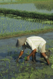 INDONESIA, Bali, Ubud, Man planting young rice shoots in paddy field