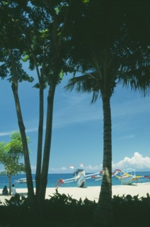 INDONESIA, Lombok, Senggigi , Beach seen through coconut palm trees with outrigger fishing