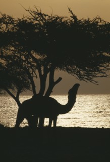 EGYPT, Sinai , Nuweiba, Camel under Acacia tree at sunset