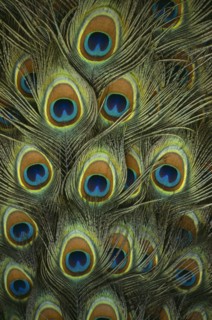 BIRDS, Peacock, Detail of plumage.