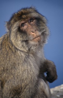 ANIMALS , Apes, Barbary Ape (Macaca Sylvanus) Gibraltar