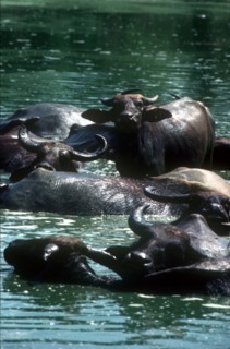 SRI LANKA, Yala National Park, Wild Water Buffaloes with some lying and others standing in water