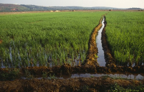 INDIA, Goa , Calangute, Irrigation channel through rice field.