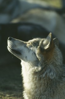 WILDLIFE, Dogs, Wolf, Wolf (canis lupus) howling USA