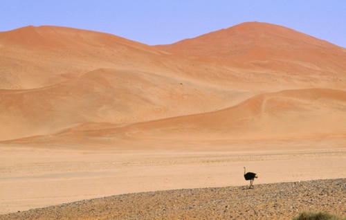 WILDLIFE, Birds, Ostrich, Single Ostrich running across semi desert with sand dunes behind in