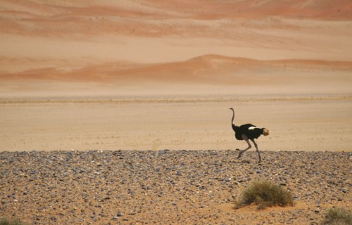 WILDLIFE, Birds, Ostrich, Single Ostrich running across semi desert with sand dunes behind in
