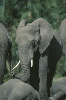 WILDLIFE, Big Game, Elephants, Young female African Elephant (loxodonta africana) with herd in