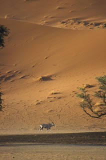 WILDLIFE, Oryx, Oryx standing in desert below sand dune in Namibia