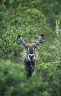 WILDLIFE, Waterbucks, Waterbuck (kobus ellipsiprymnus) looking out from amongst bushes at Momella
