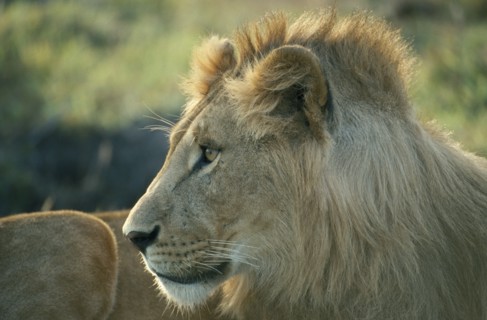WILDLIFE, Big Game, Cats, Male Lion (panthera leo) in Masai Mara Kenya
