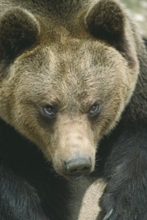 WILDLIFE, Bears, Brown Bear (ursus arctos) portrait in Abruzzo National Park Italy