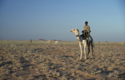 SUDAN, General, Bedouin camel herder with herd grazing in the background