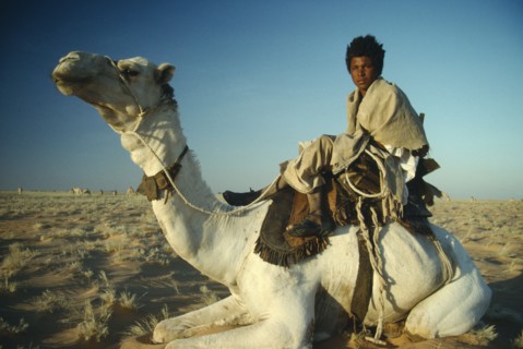 SUDAN, North, "Bedouin camel herder sitting on kneeling camel, shelters against desert winter wind