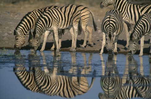 NAMIBIA, Etosha National Park, Zebra herd drinking at a waterhole