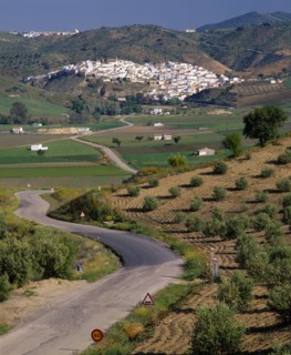 SPAIN, Andalucia, Malaga Province, "North Ronda, olives & farmfields with road leads to white